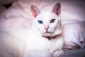 White cat trying to sleep, different colored eyes, pink ears and nose