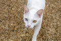 White cat with two color eyes, blue and yellow eyes. Khaomanee Thai cat Royalty Free Stock Photo