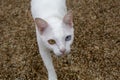 White cat with two color eyes, blue and yellow eyes. Khaomanee Royalty Free Stock Photo