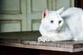 White cat with two color of eyes Royalty Free Stock Photo