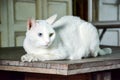 White cat with two color of eyes Royalty Free Stock Photo