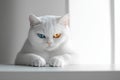 White cat with two different eye colors Ai photo Royalty Free Stock Photo
