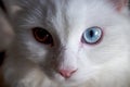 White cat with two different eye colors Royalty Free Stock Photo