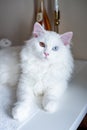 White cat with two different eye colors Royalty Free Stock Photo