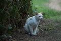 White cat under the bushes Royalty Free Stock Photo