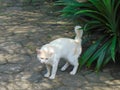 White cat urinating Royalty Free Stock Photo