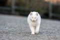 White cat walk around the garden Royalty Free Stock Photo