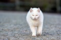 White cat walk around the garden Royalty Free Stock Photo