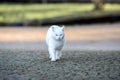 White cat walk around the garden Royalty Free Stock Photo