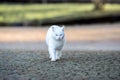 White cat walk around the garden