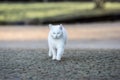 White cat walk around the garden Royalty Free Stock Photo