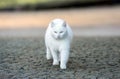White cat walk around the garden Royalty Free Stock Photo