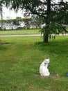 White cat on a walk on a green lawn