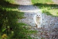 White cat walking down the street on a sunny day Royalty Free Stock Photo