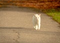 White cat walking in park on sunny autumn day Royalty Free Stock Photo