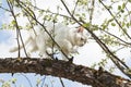 White cat is walking on a tree Royalty Free Stock Photo