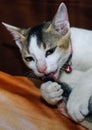 White cat washing its tail. The white cat lies and washes. White cat licks tail and lies at the same time.