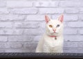 White cat wearing collar with bell at computer keyboard Royalty Free Stock Photo