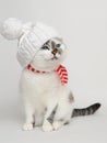 White cat wearing a knitting hat with pompom and a scarf Royalty Free Stock Photo