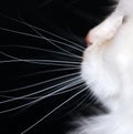 White Cat Whiskers Royalty Free Stock Photo