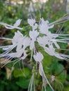 White cat whiskers flower Royalty Free Stock Photo