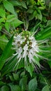 white cat whiskers flower Royalty Free Stock Photo