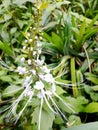 cat whiskers plant Royalty Free Stock Photo