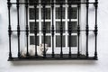 White cat white window Royalty Free Stock Photo