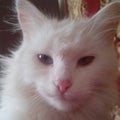 White cat whith multi-colored eyes Royalty Free Stock Photo