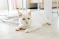 A white cat who was rescued on the street, with a sore eye, sits on the floor in the house and looks carefully