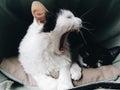 White cat yawning while black cat sleeps