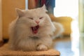 White cat yawning