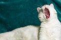 White cat yawning and showing its oral cavity. Selective focus.