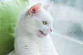 A white cat with yellow eyes looks out the window and makes mewing sounds at the sight of a bird