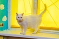 White cat with yellow eyes are standing on white windowsill with yellow window covering.