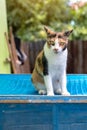 White cat with yellow stripes sitting on a blue cage.