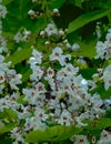 White catalapa flowers with pink and yellow accents