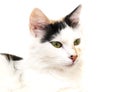Isolated Cat Royalty Free Stock Photo