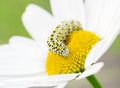 White caterpillar on flower