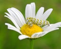 White caterpillar on flower