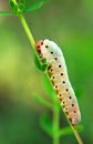 White caterpillar