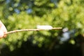 White caterpillar on stick