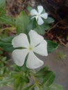 White Catharanthus Roseus