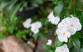 White Catharanthus roseus Royalty Free Stock Photo