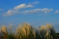 White catkins and fluffy clouds well come the autumn and the festive season in Bengal