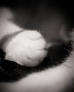 White Cats' Paw On Black Tail