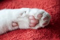 Cat paw pads on blanket Royalty Free Stock Photo