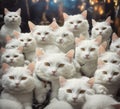 White cats selfie Beautiful HD concept High Resolution