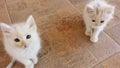 White cats waiting for you