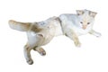 White cats were injured and wrapped in bandages. Isolated on a white background with clipping path